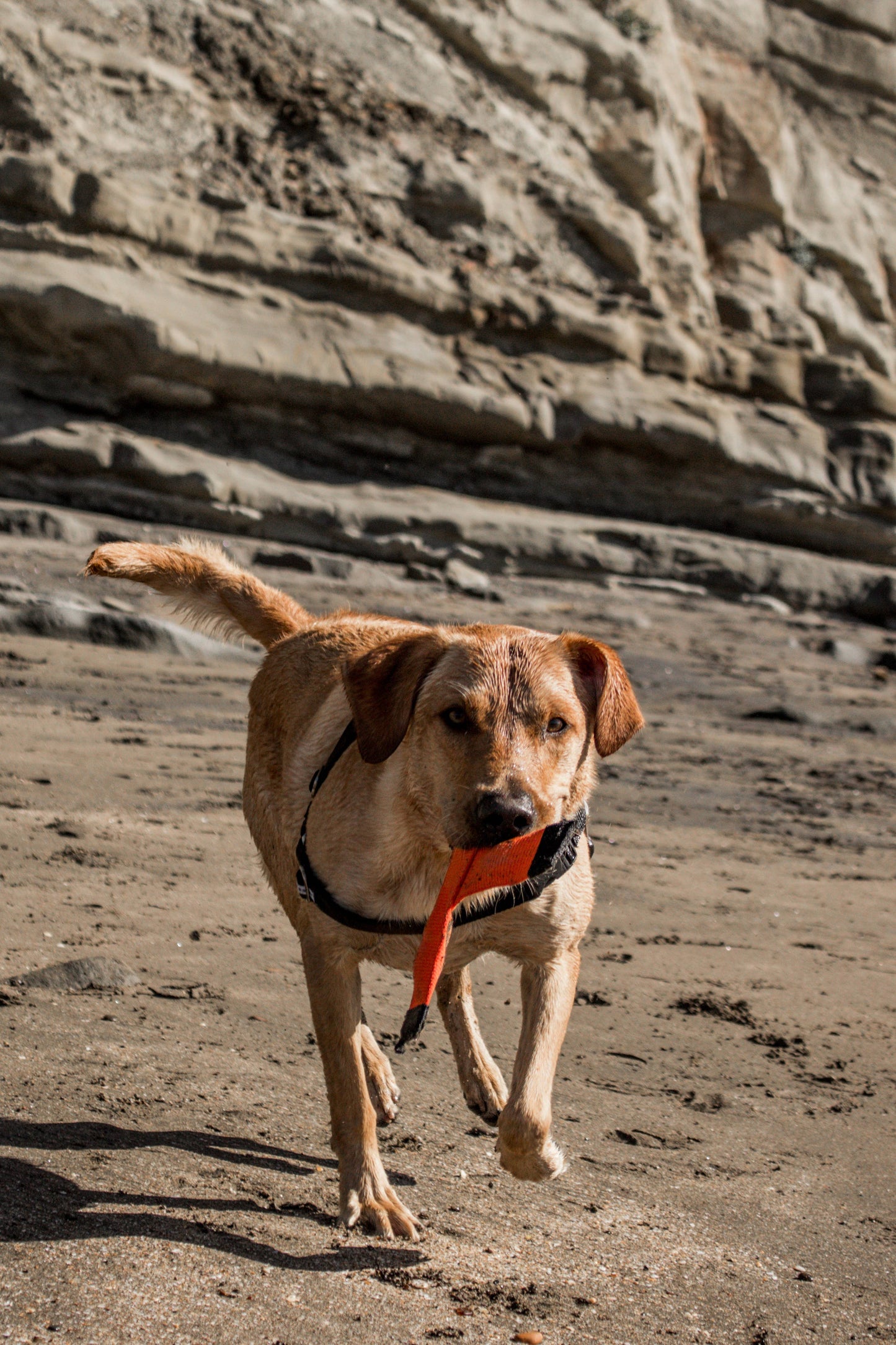 Katie's Bumpers - Best KB X Toy Tug Toy For Dogs