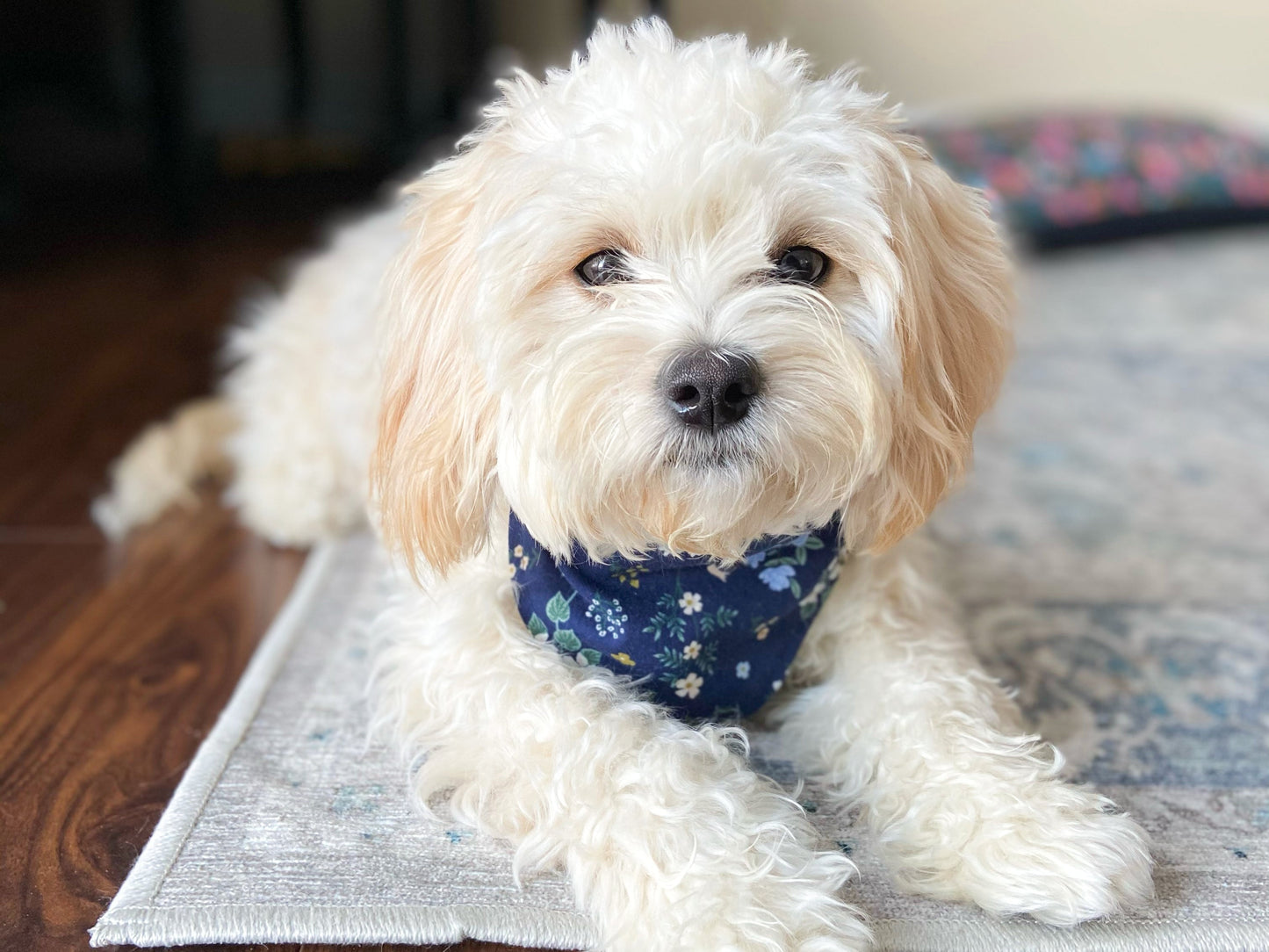 "Barkday on Pink" Dog Bandana