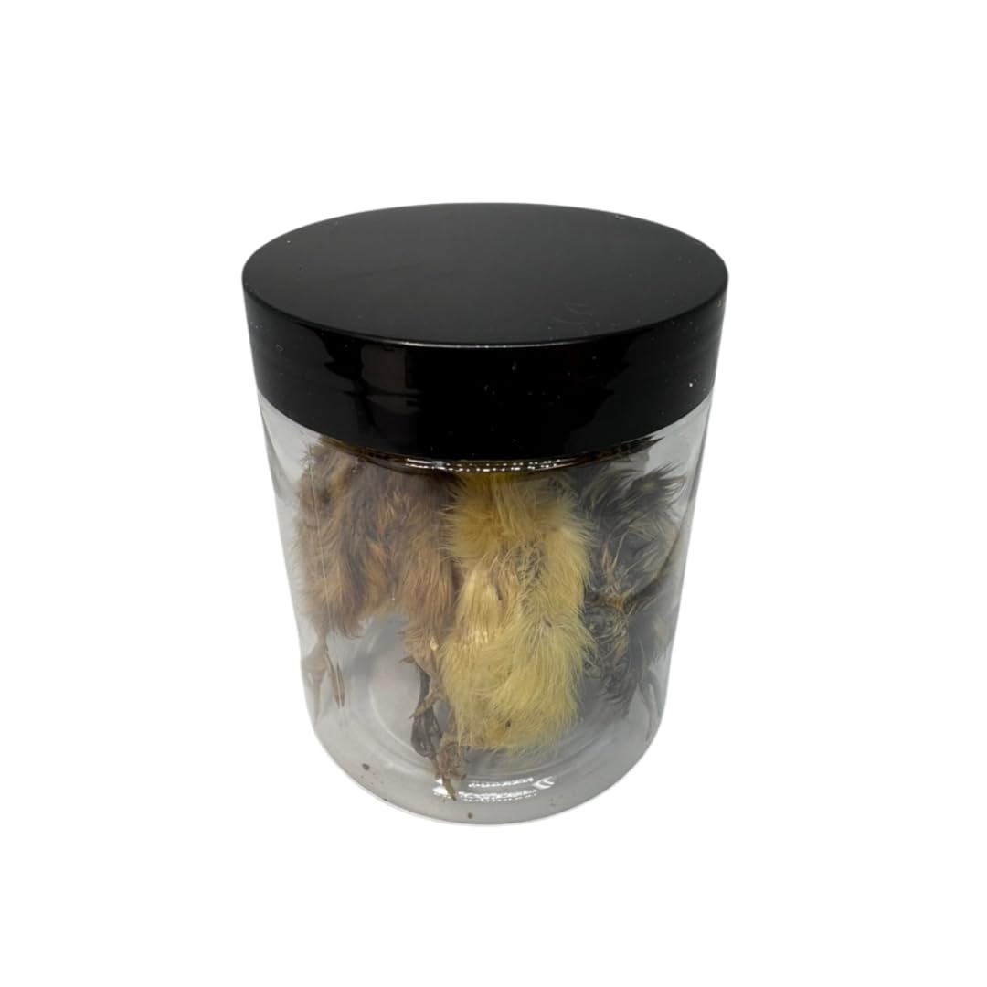Whole Quail Chick for Carnivore Pets - Natural Prey Feeding - Quality Protein Source Medium Size Chicks 5 Count - Doot's Pet LLC Collars For A Cause