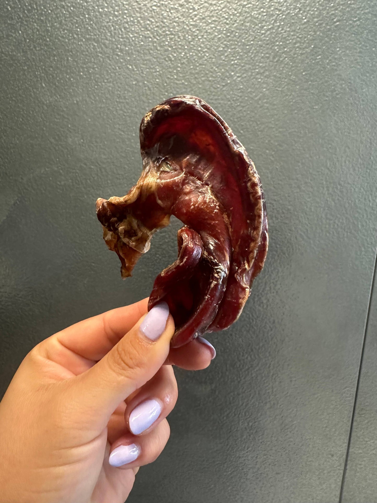 Doot's Chew Bar - Bull Testical