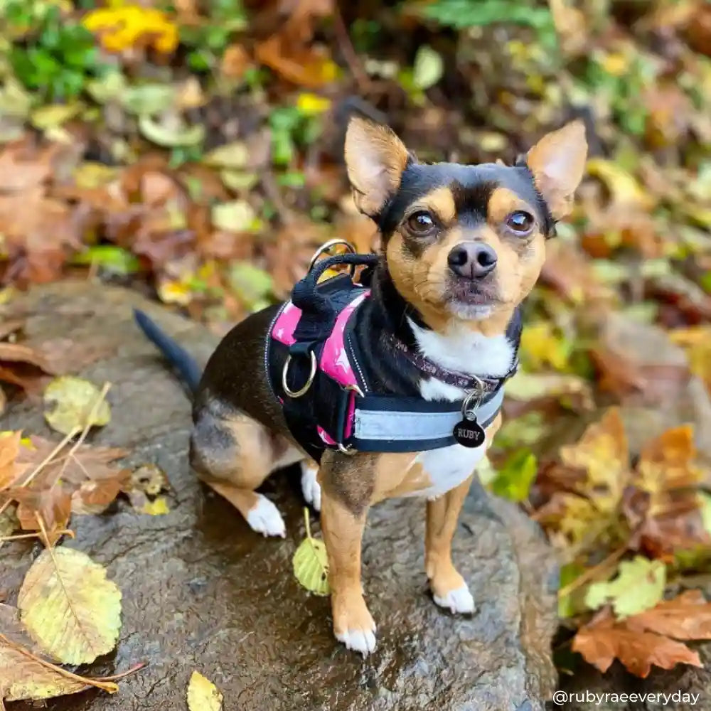 Joyride Harness - Star Pink Joyride Basic Essential Dog Harness 1.0 - XL