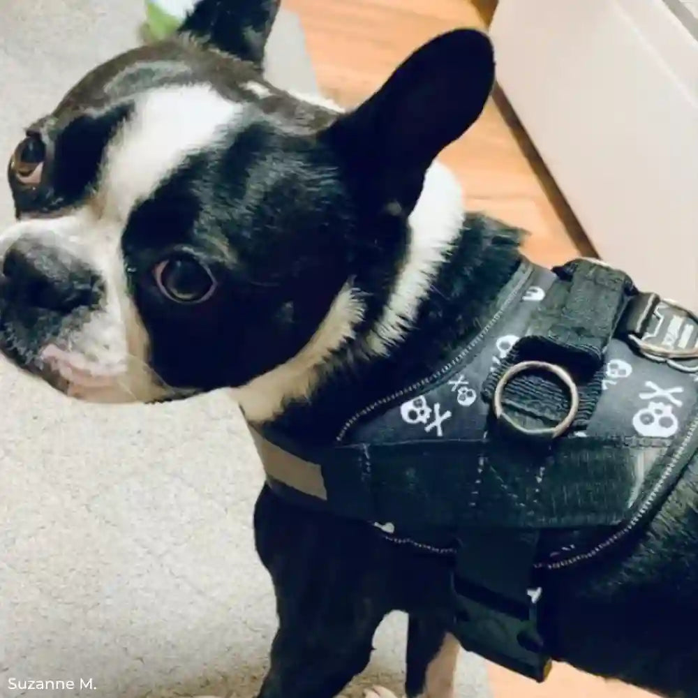 Joyride Harness - Skulls Joyride Basic Essential Dog Harness 1.0 - XL
