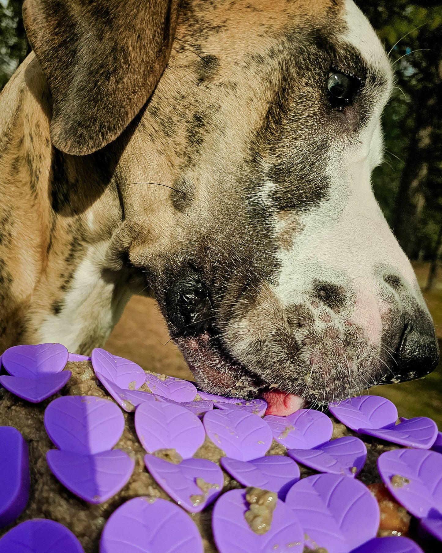 Spunky Pup - Lick Pad - Slow Feeder Duos! - Flower