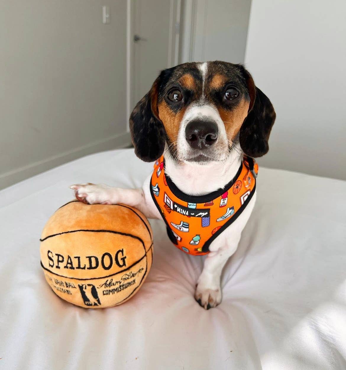 Mina + Pup - Got Game? Basketball and Sports Adjustable Dog Cat Harness