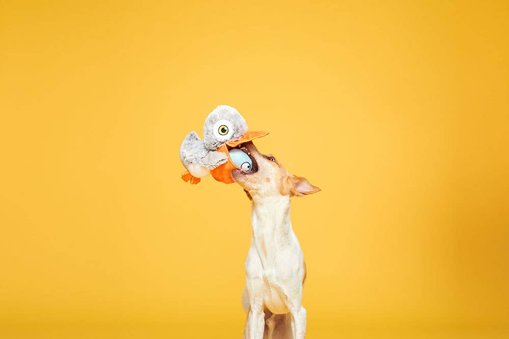 BARK Big Bill & Beak-A-Boo Fish