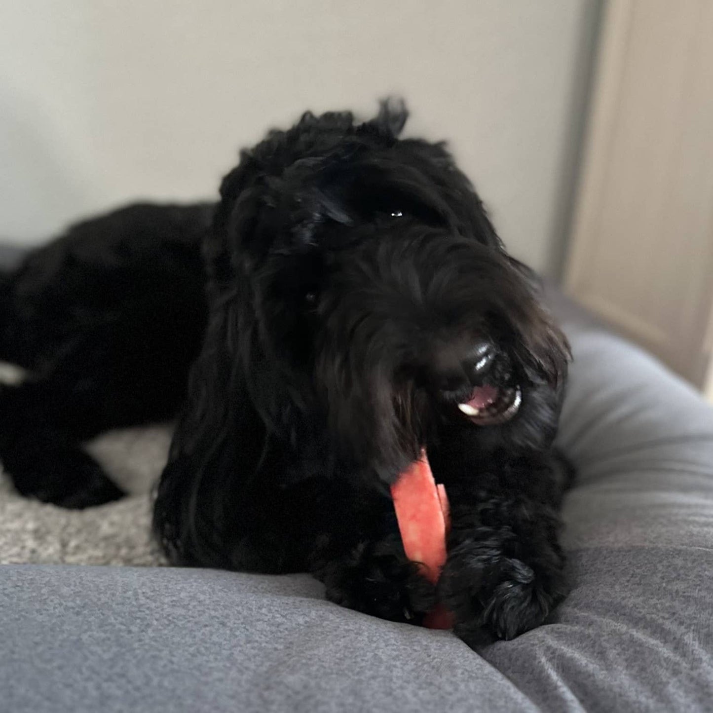 Doot's Chew Bar - Yeti Dog Chew - Yeti Fruit Chews Large, Coconut, Mango, Strawberry - Doot's Pet LLC Collars For A Cause