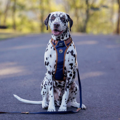 Dizzy Dog Collars - No Pull Dog Harness | Step in | Reflective | Heavy Duty | Easy Reach Handle | The Coco - Medium/Large