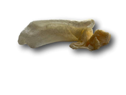 Healthy Dog Chews - Lamb Ears  (LB0100LE) - Single