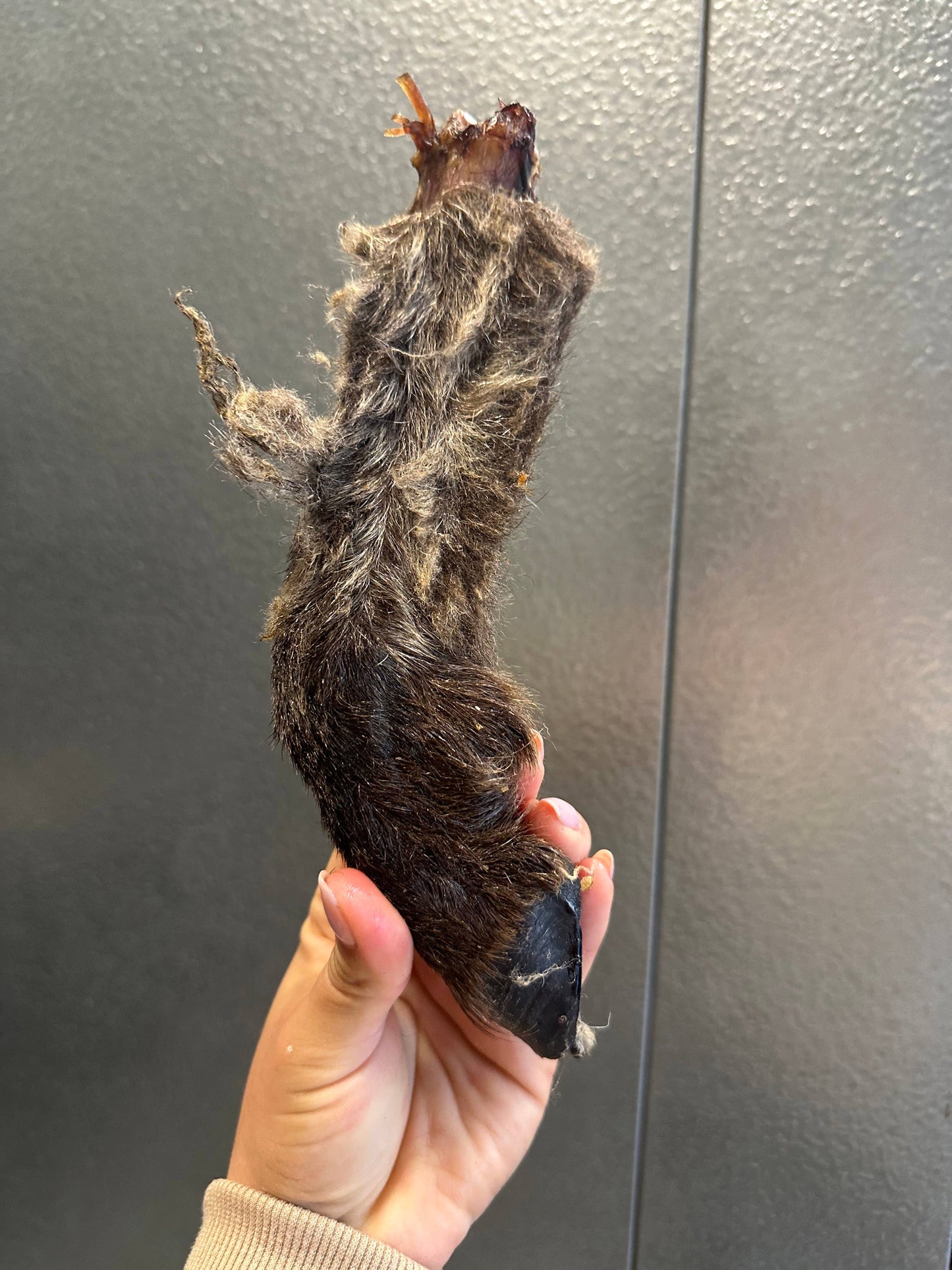 Doot's Chew Bar - Lamb Trotter With Fur