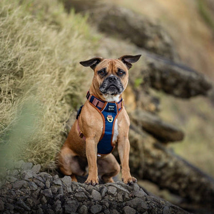 Dizzy Dog Collars - No Pull Dog Harness | Step in | Reflective | Heavy Duty | Easy Reach Handle | The Coco - Medium/Large