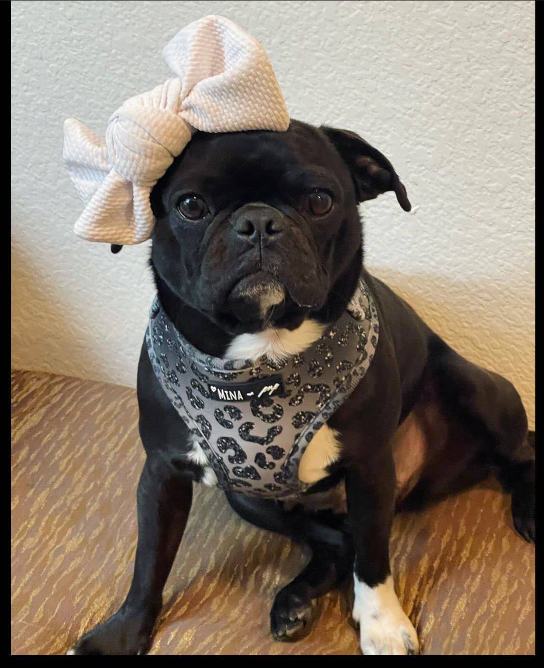 Mina + Pup - YOU’RE SO GLAM ADJUSTABLE SILVER OMBRE DOG CAT HARNESS - XXS