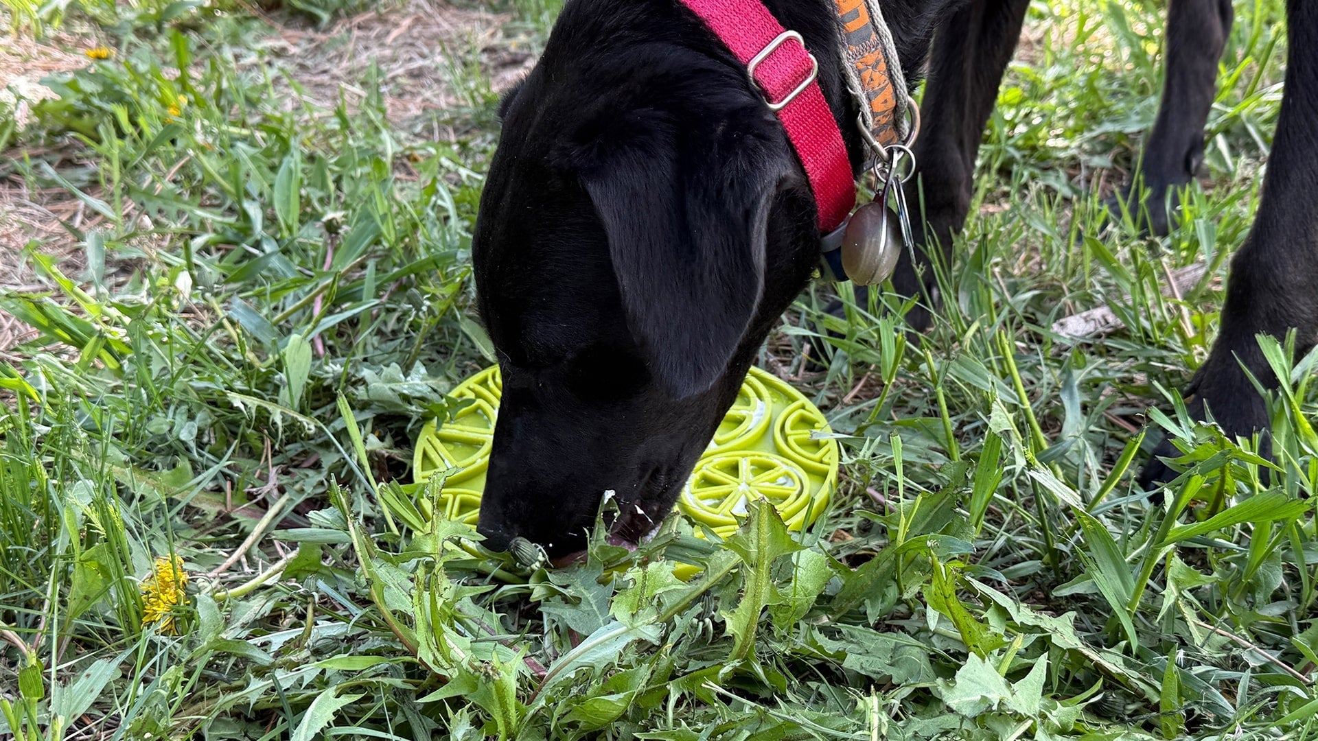 Citrus Design eMat - Enrichment Lick Mat For Dogs and Cats - with Suction Cups | USA Made - Doot's Pet LLC Collars For A Cause