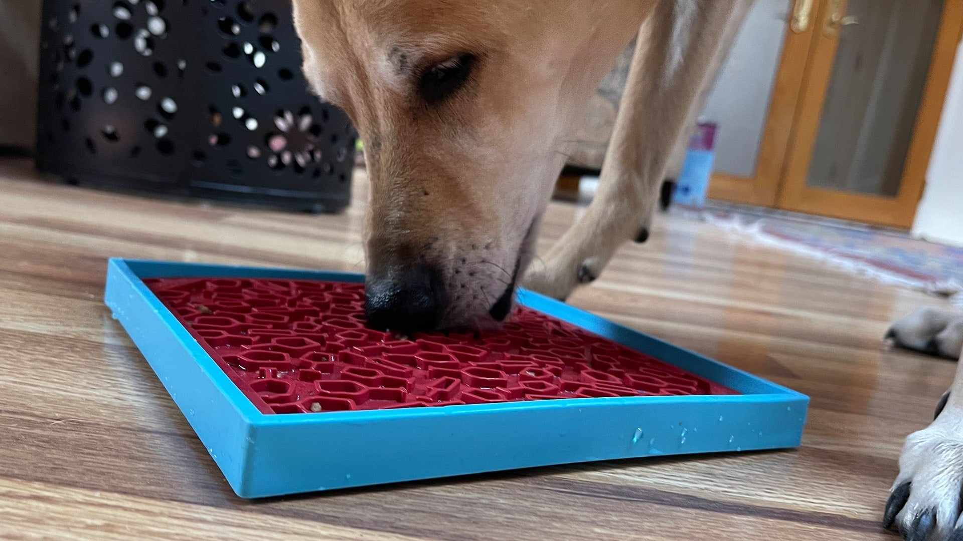 Vino Dog eMat - Enrichment Lick Mat For Dogs and Cats | Wine-Inspired Design| SodaPup - Doot's Pet LLC Collars For A Cause