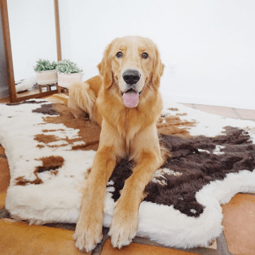 PupRug® Animal Print Memory Foam Dog Bed - Brown Faux Cowhide - Doot's Pet LLC Collars For A Cause