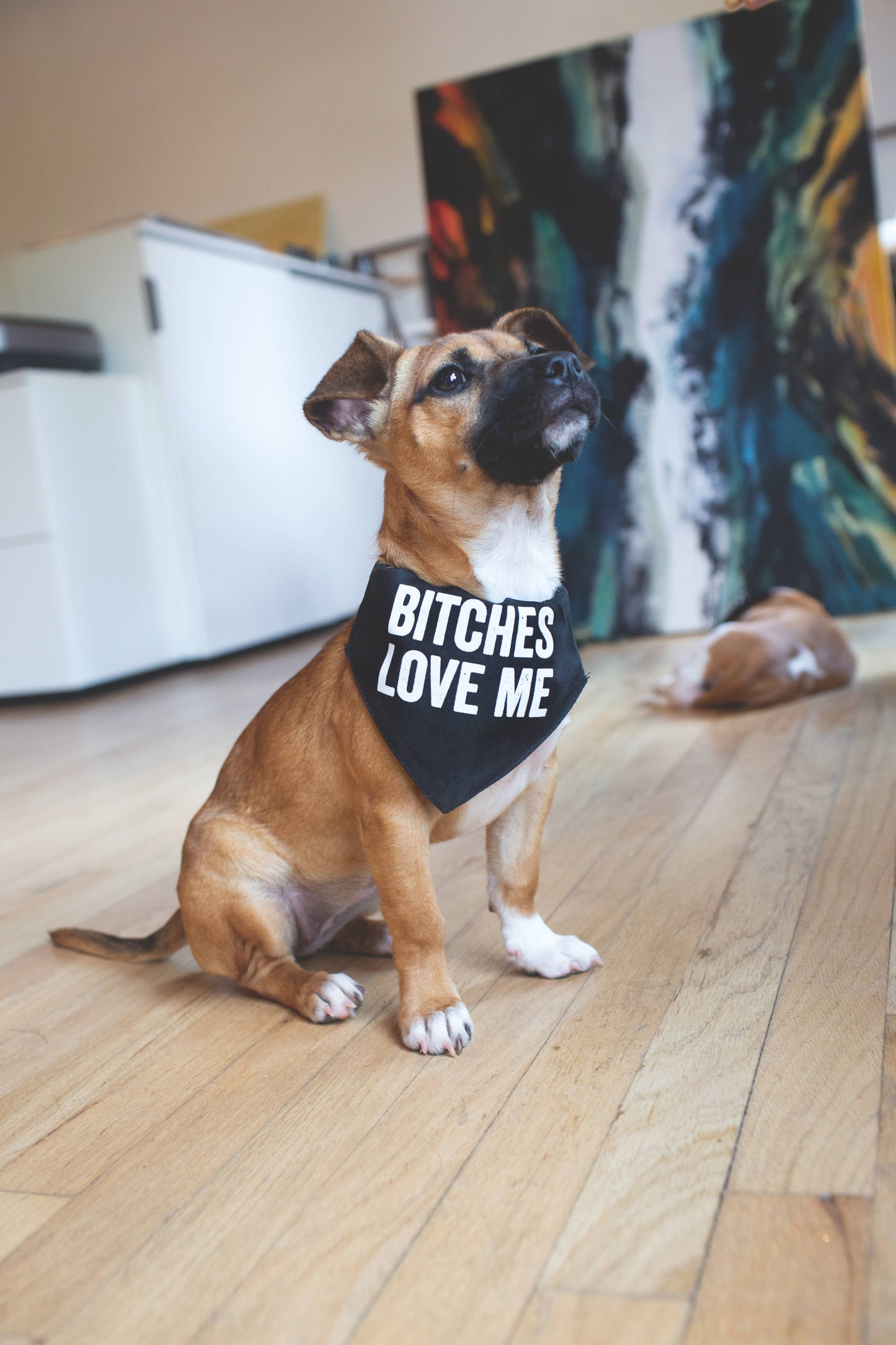 SNARK CITY - Bitches Love Me Pet Bandana/Collar - XL