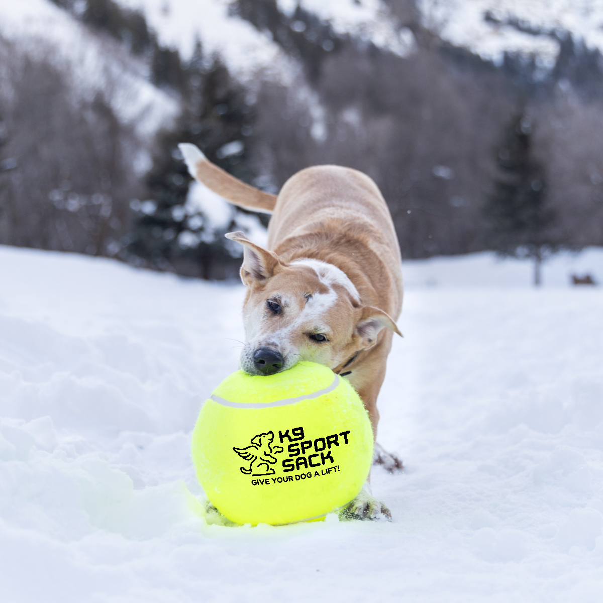K9 Sport Sack - Too Big to Chew Tennis Ball