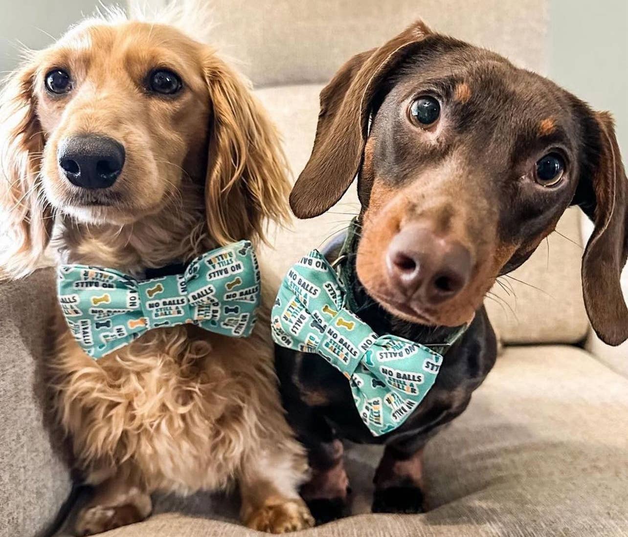 Baylor's Bow Ties - Squirrel Patrol Pet Bow Tie, Cute dog bow tie 