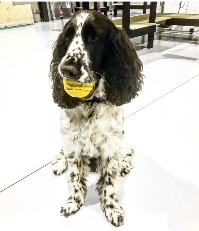 ID Ball Durable Rubber Chew Ball - Doot's Pet LLC Collars For A Cause