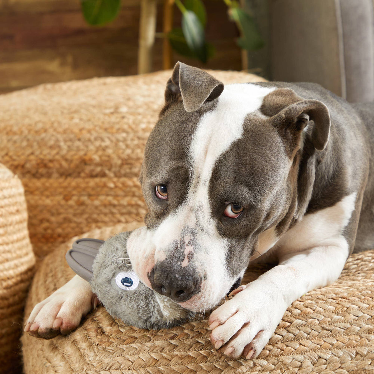 Bark Rabbit BARK Hare Raiser Rabbit Rubber Super Chewer Dog Toy Grey Med | Doot's ...