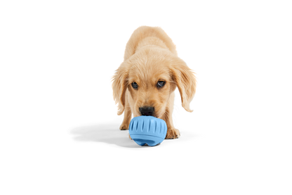 Woof - The Pupsicle - Wholesale Exclusive Color