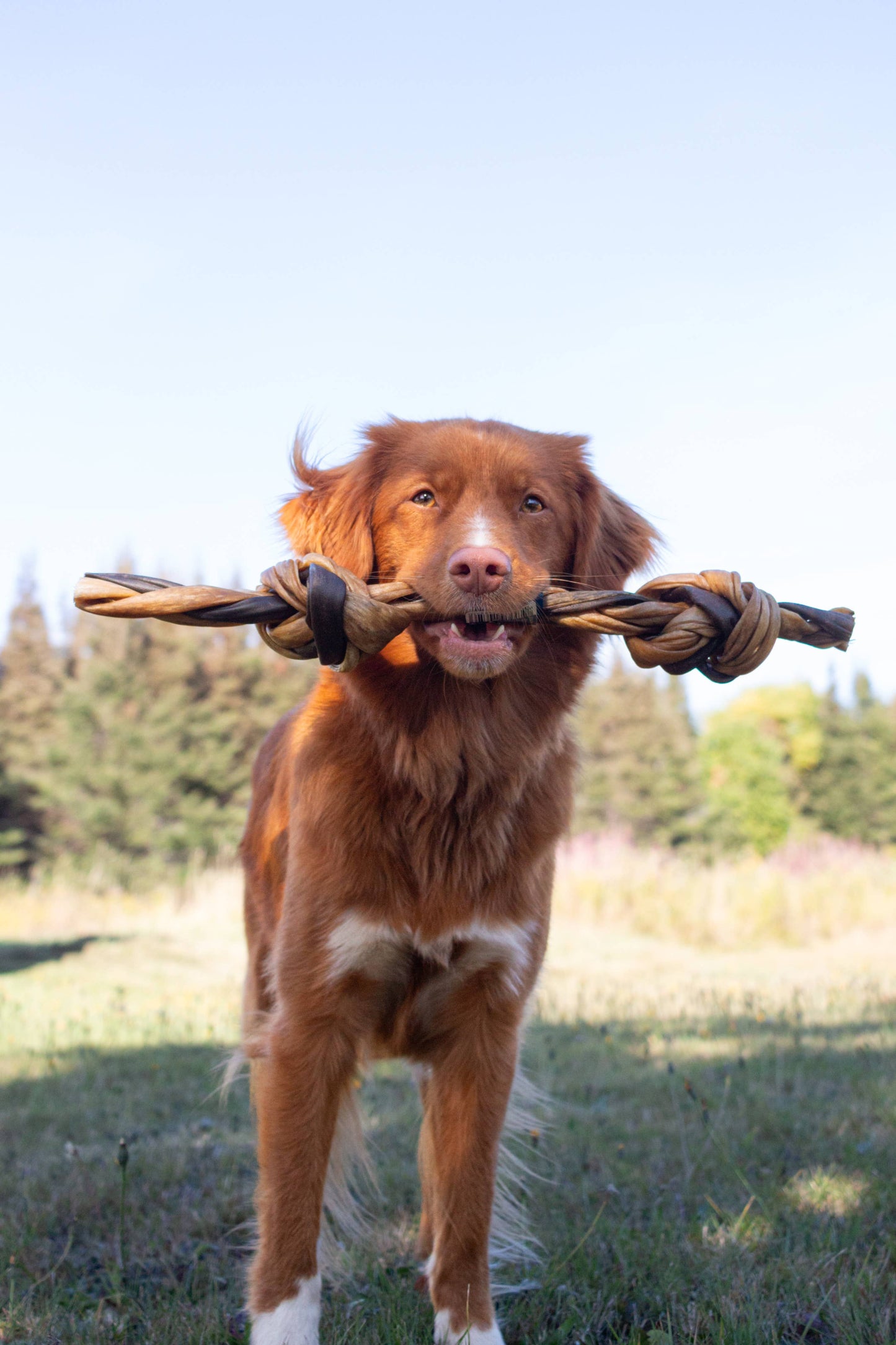 Doot's Chew Bar - Dogginstix - Braided Sticks Lamb Collagen Double Knots