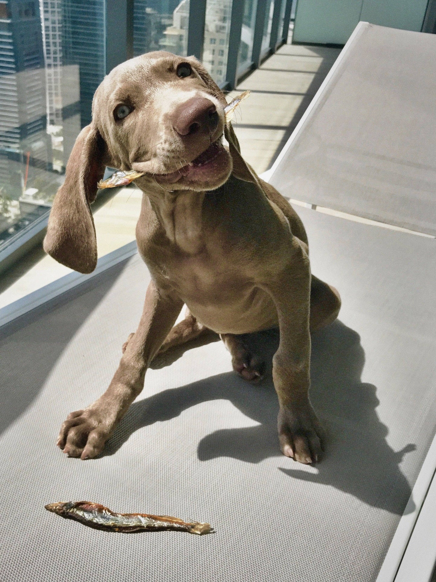 Icelandic+ - Capelin Whole Fish & Pieces Dog Treats