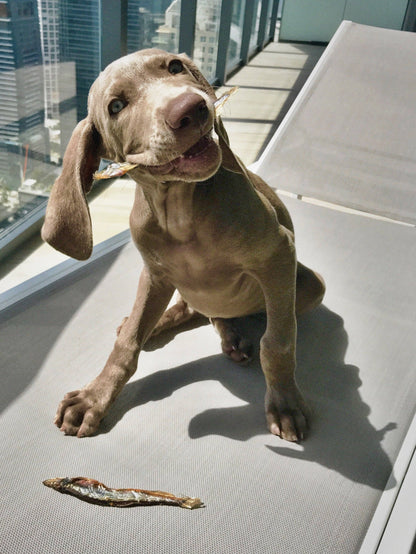 Icelandic+ - Capelin Whole Fish & Pieces Dog Treats