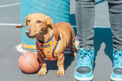 Mina + Pup - Got Game? Basketball and Sports Adjustable Dog Cat Harness