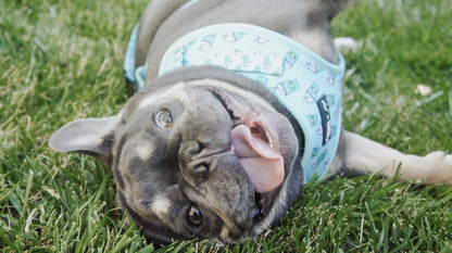 Mina + Pup - Blue Pupshake Adjustable Dog or Cat Harness