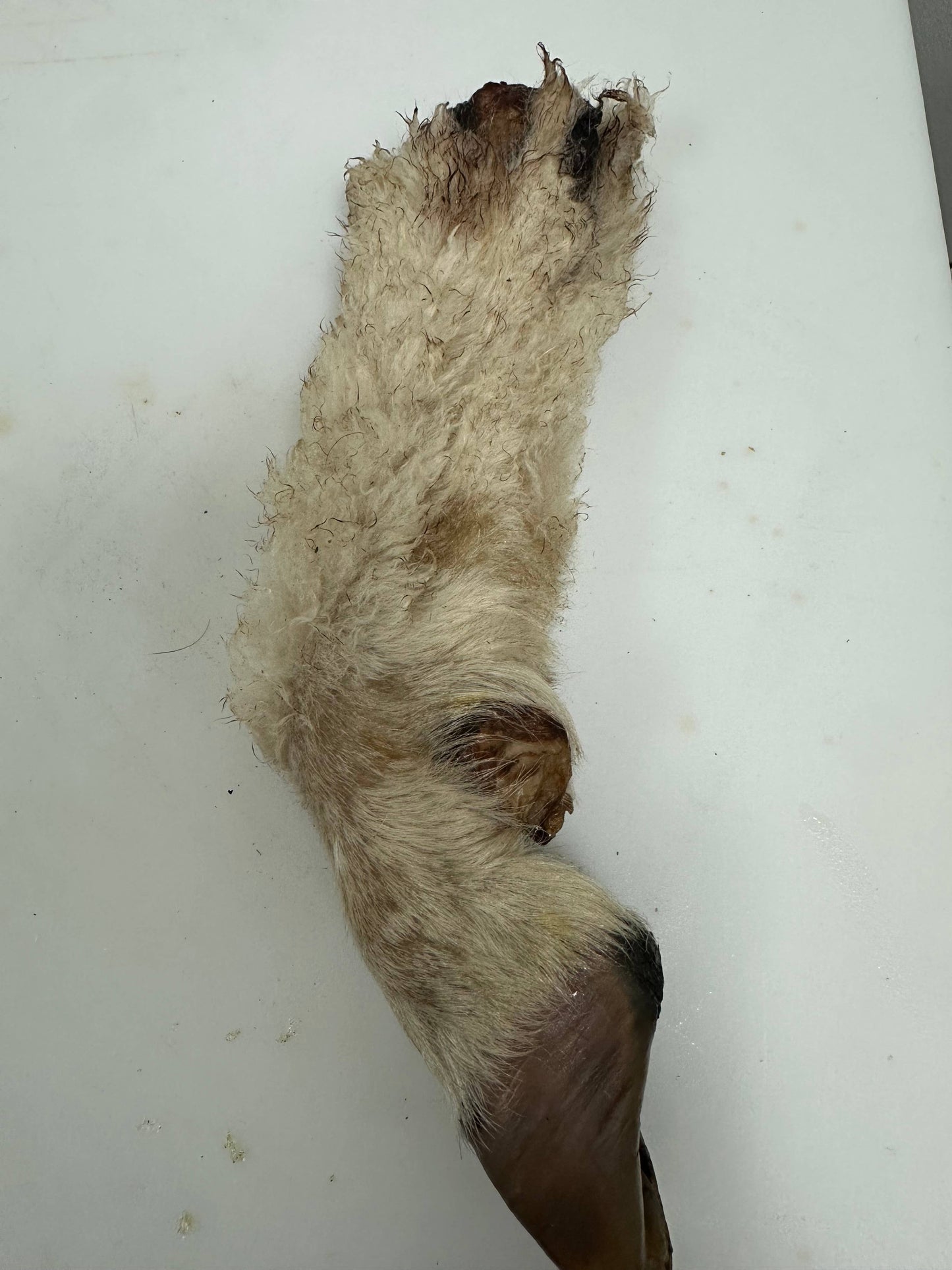 Doot's Chew Bar - Lamb Trotter With Fur