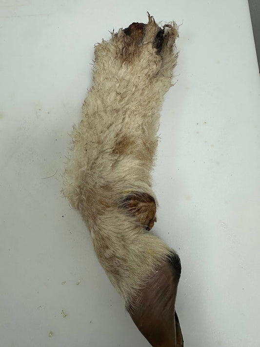 Doot's Chew Bar - Lamb Trotter With Fur