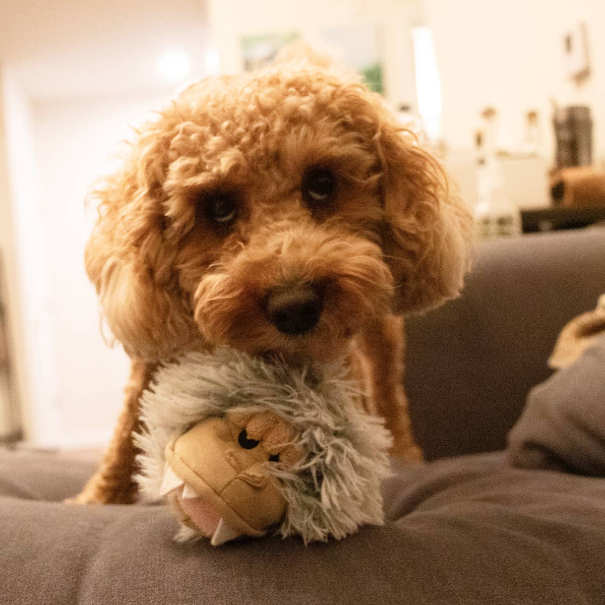 Tall Tails - Yeti 2-in-1 Fetch Ball Dog Toy