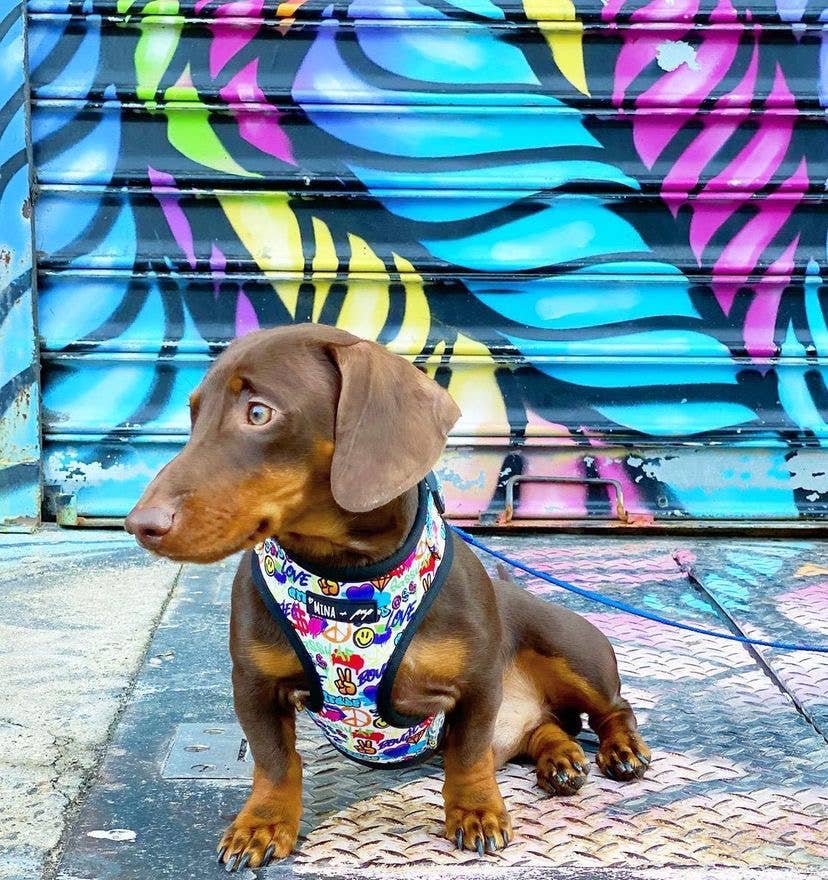 Mina + Pup - Colorful Graffiti Edition Adjustable Dog and Cat Harness