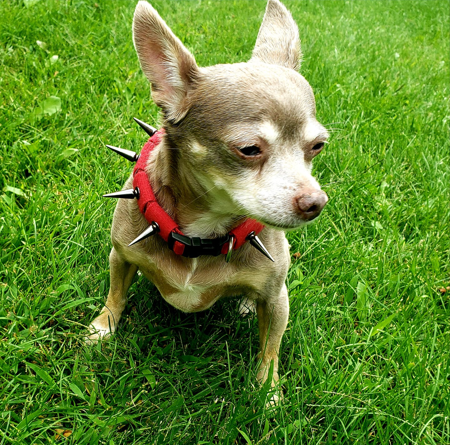 CoyoteCollar - Doot's Pet LLC Collars For A Cause