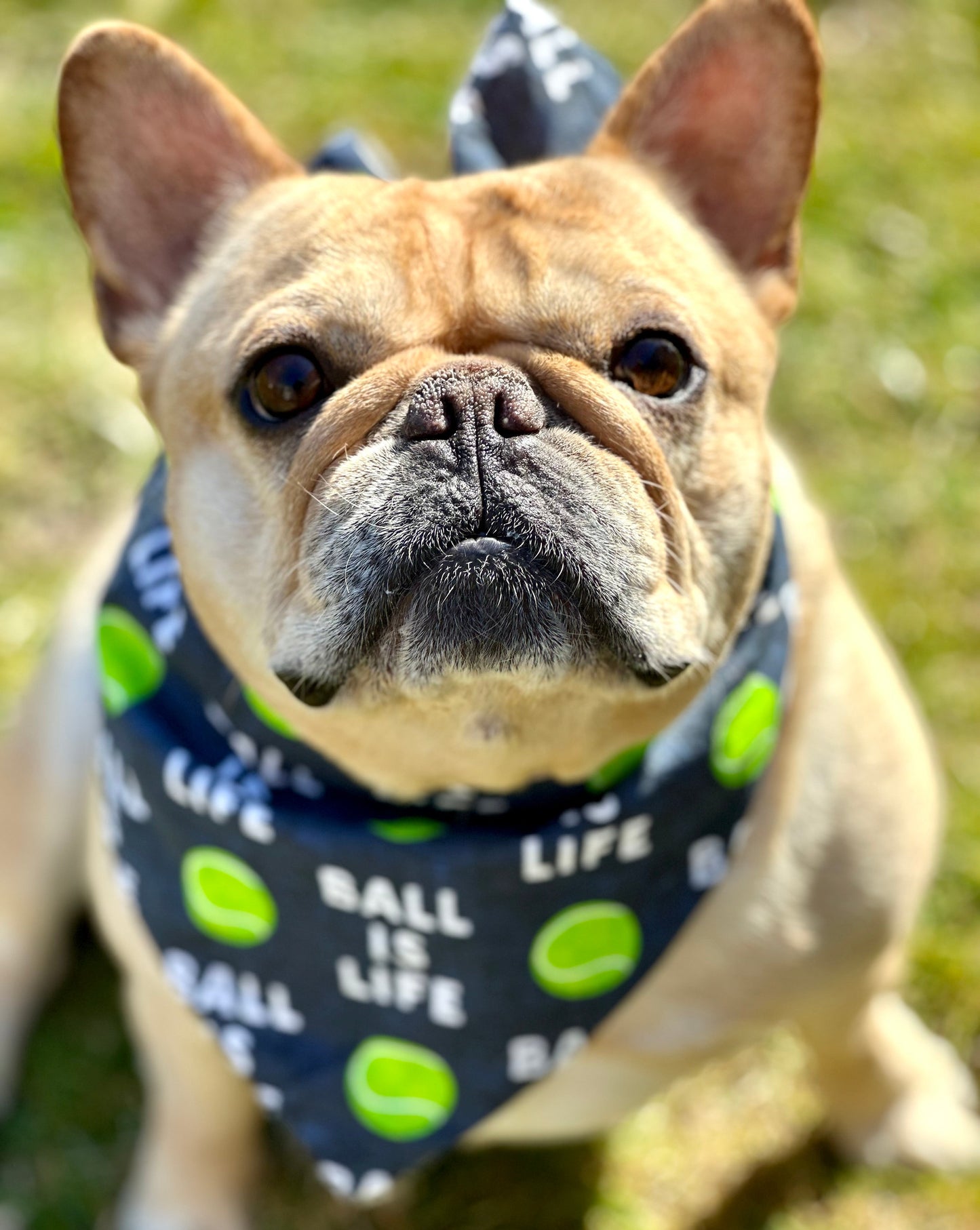 Ball Is Life Dog Bandana Best Seller