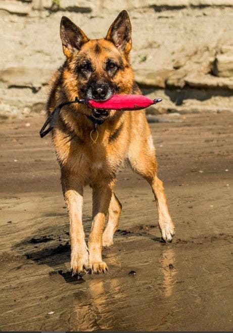 Katie's Bumpers - Best Fetch Toy KB Sqwuggie