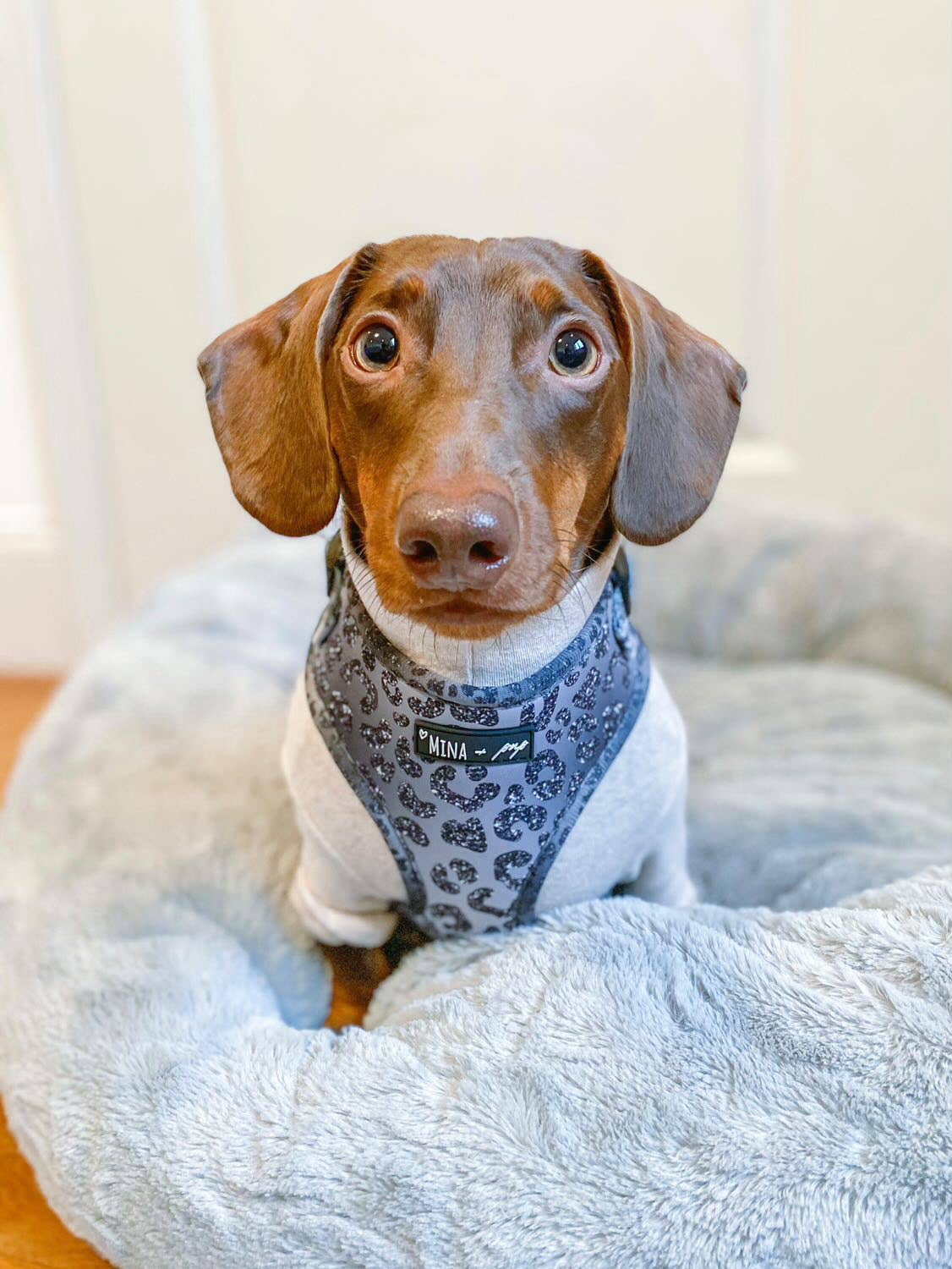 Mina + Pup - YOU’RE SO GLAM ADJUSTABLE SILVER OMBRE DOG CAT HARNESS - XXS