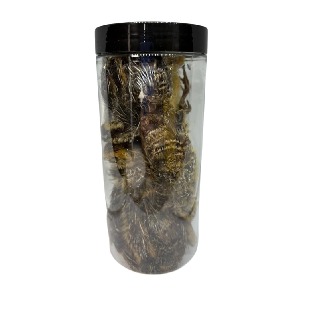 Bird Dog Training Quail - Premium Freeze-Dried Whole Quail for Dogs 5ct, Large (Chick) - Natural Prey Feeding Quality Protein Pet Treats - Doot's Pet LLC Collars For A Cause