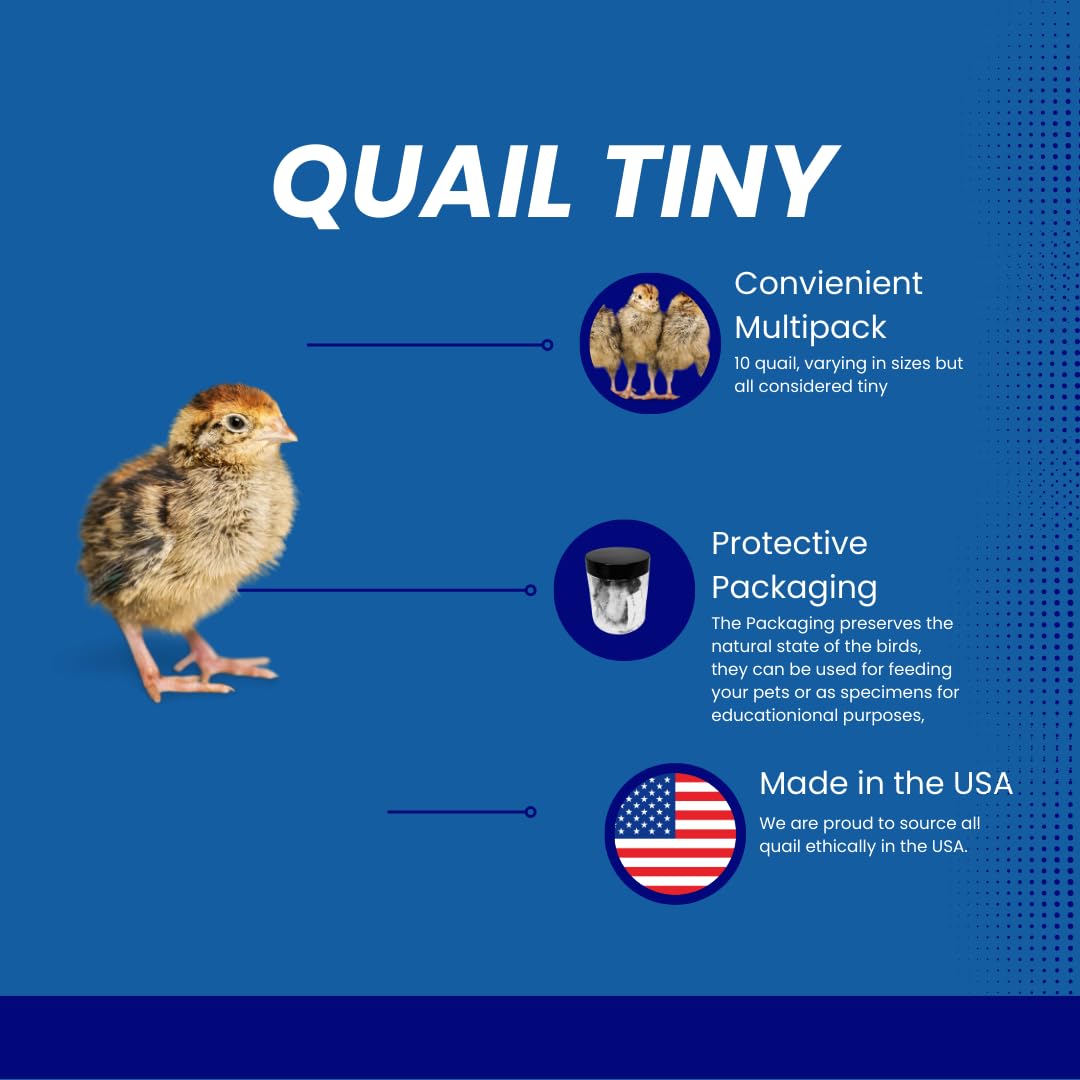 Quail Whole Chick Treats, 10 Count - Tiny, dehydrated Small Premium cat and Dog Treat - Doot's Pet LLC Collars For A Cause