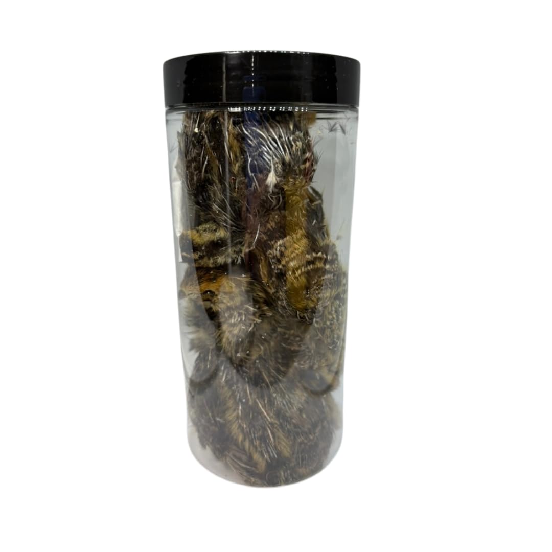 Bird Dog Training Quail - Premium Freeze-Dried Whole Quail for Dogs 5ct, Large (Chick) - Natural Prey Feeding Quality Protein Pet Treats - Doot's Pet LLC Collars For A Cause
