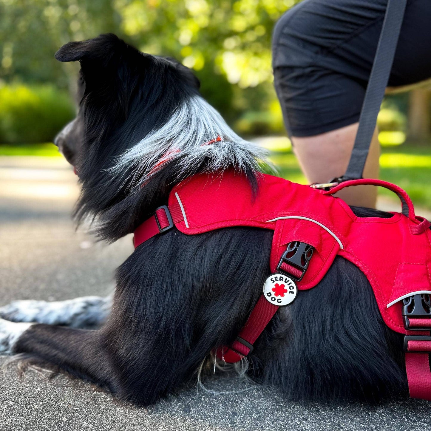 Jiby Dog Crew - Service Dog Jiby