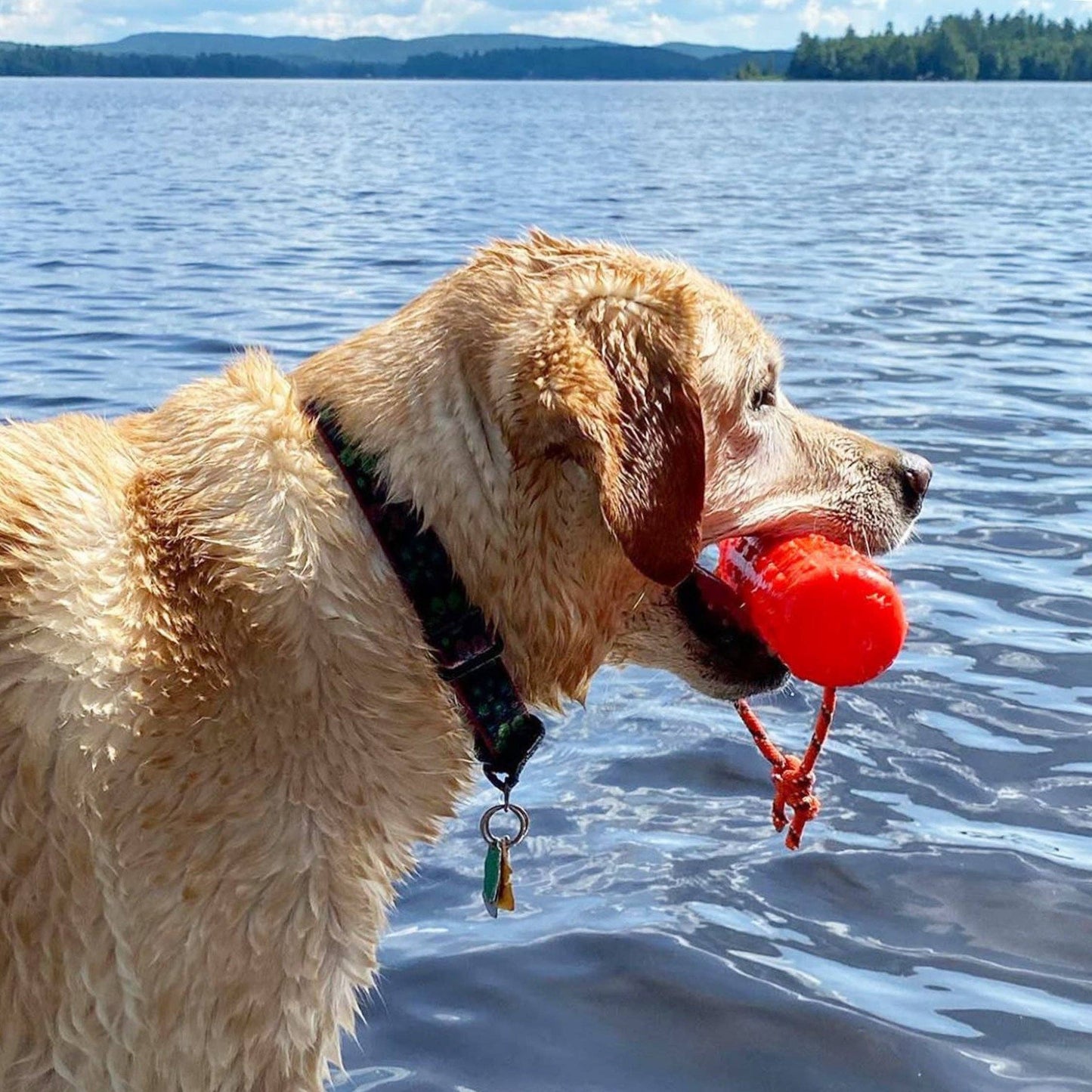 Katie's Bumpers - Best KB Original Bumper Dog Fetch Toy