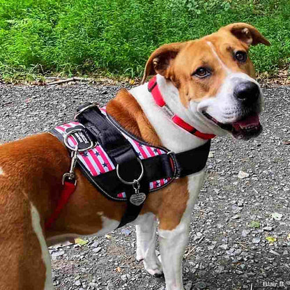 Joyride Harness - Stars and Stripes Joyride Basic Essential Dog Harness 1.0 - XL
