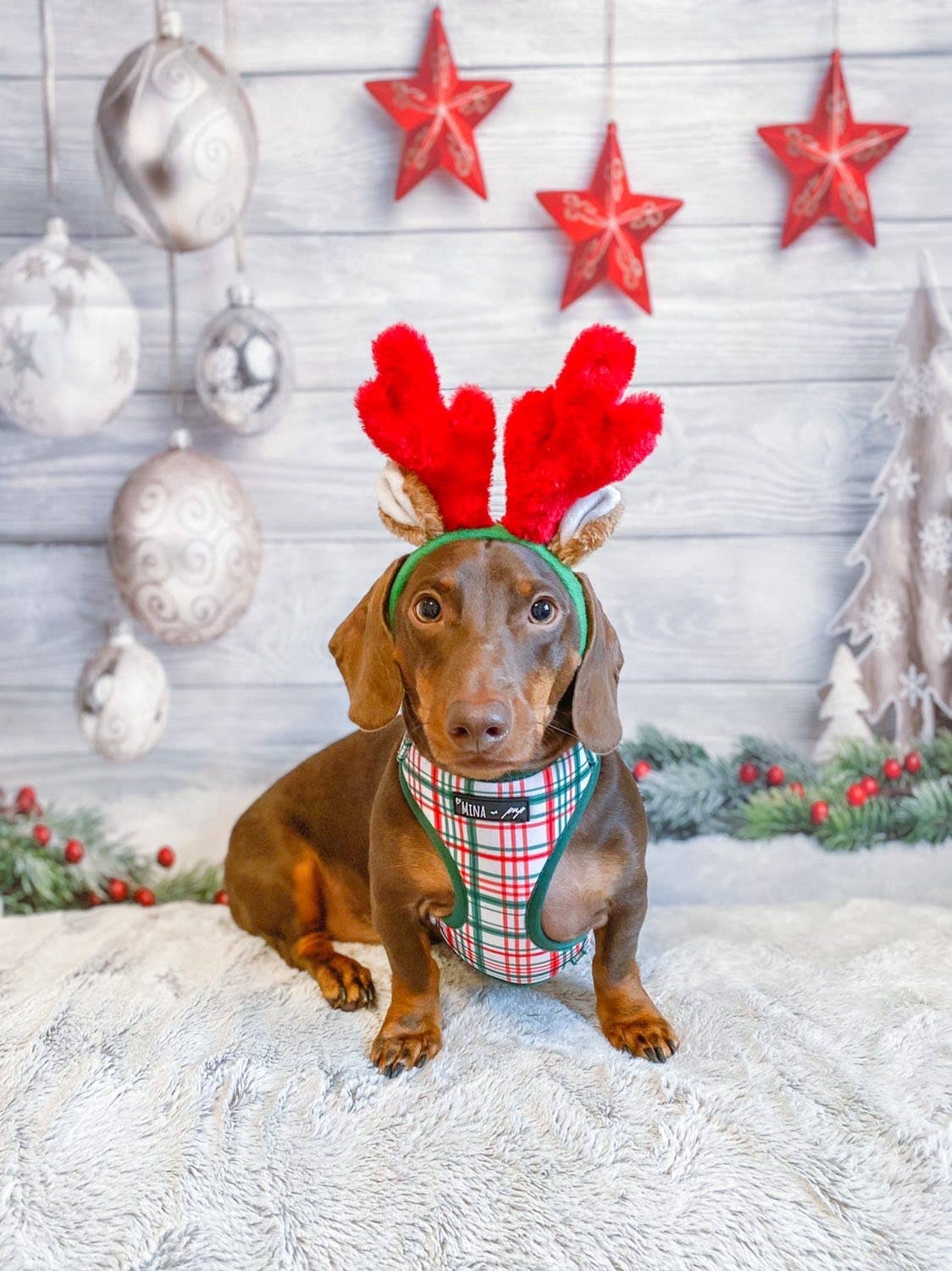 Mina + Pup - “You’re A Gift” Dog Cat Adjustable Harness