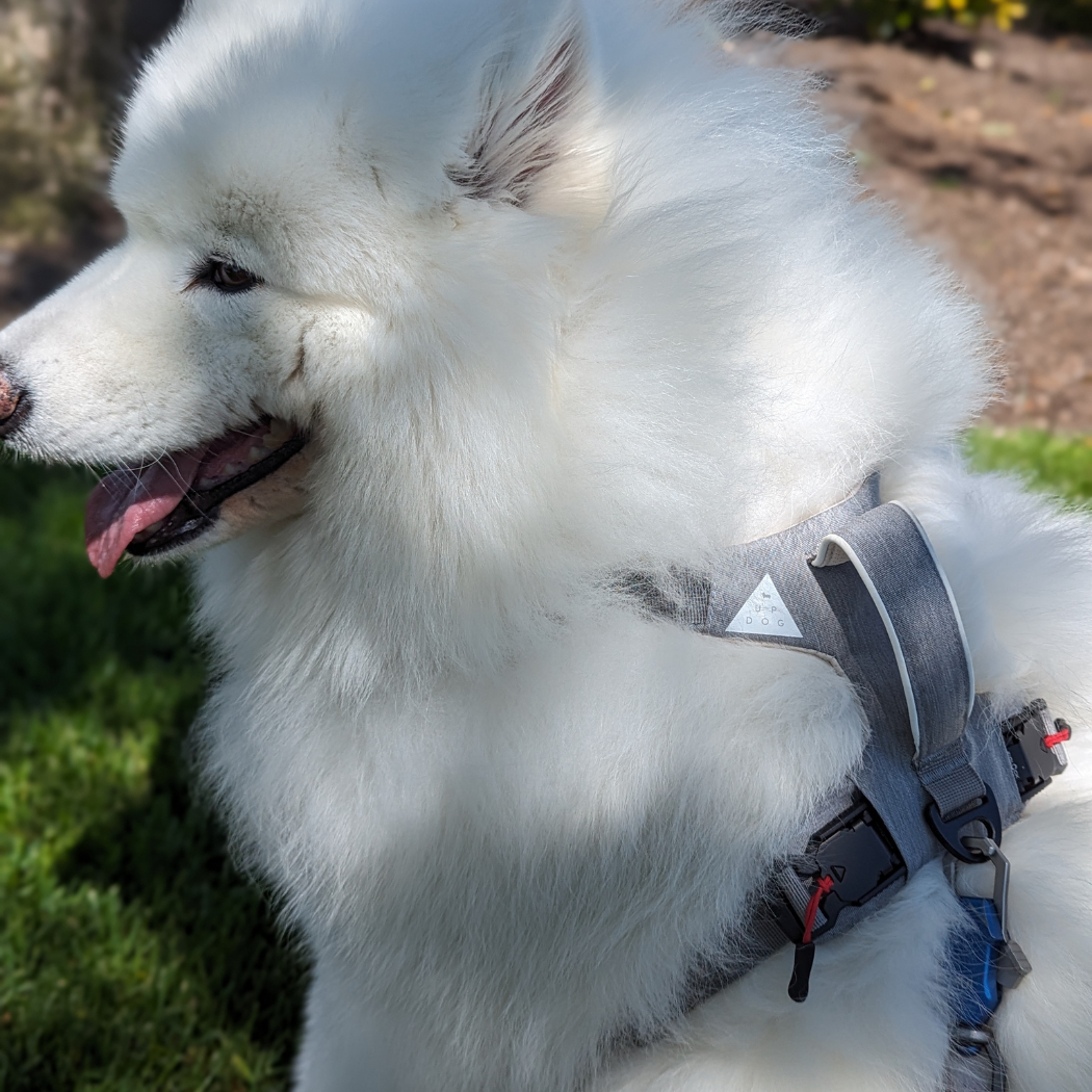 Magnetic Dog Harness - Doot's Pet LLC Collars For A Cause