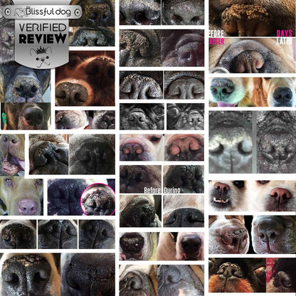 1 Dog Nose Butter For All Dogs - Doot's Pet LLC Collars For A Cause