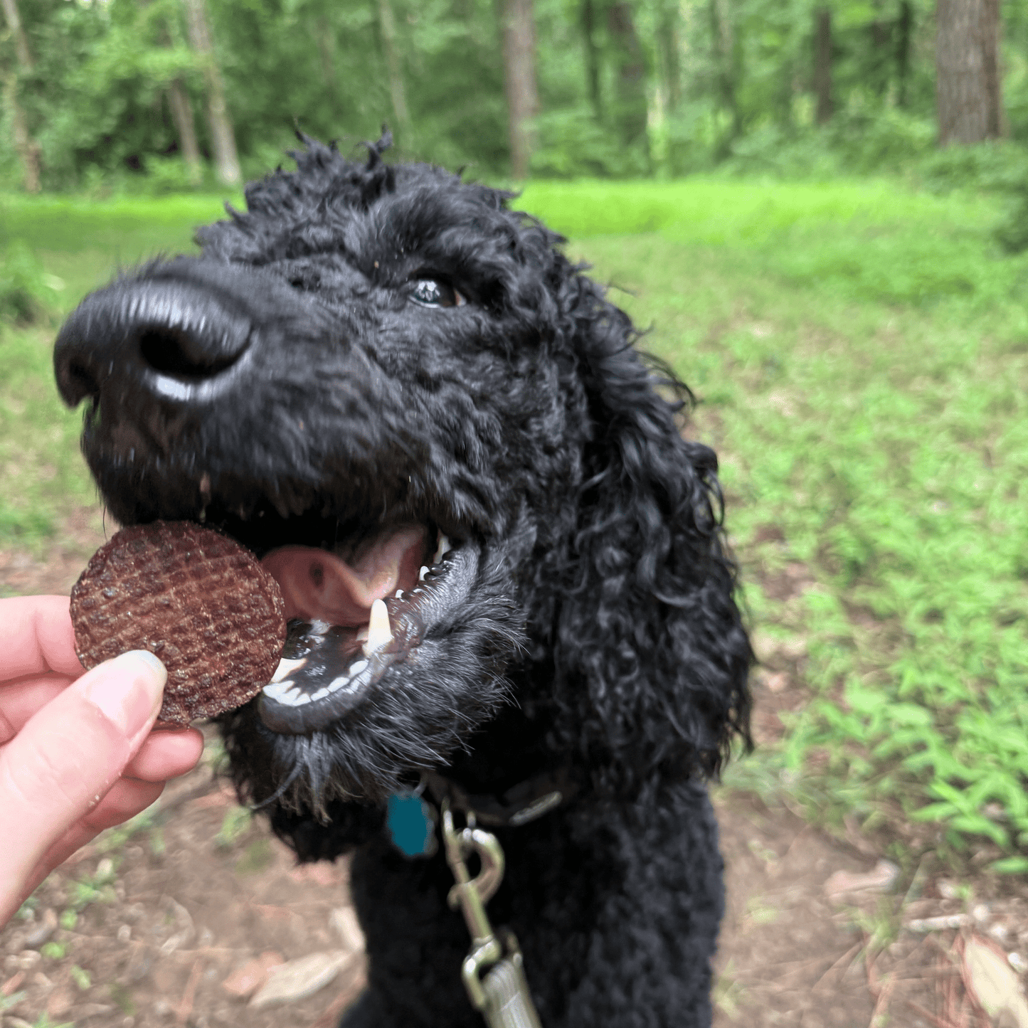 Beef Chips Dog Treats | Single-Ingredient Healthy Treats for Dogs - Doot's Pet LLC Collars For A Cause