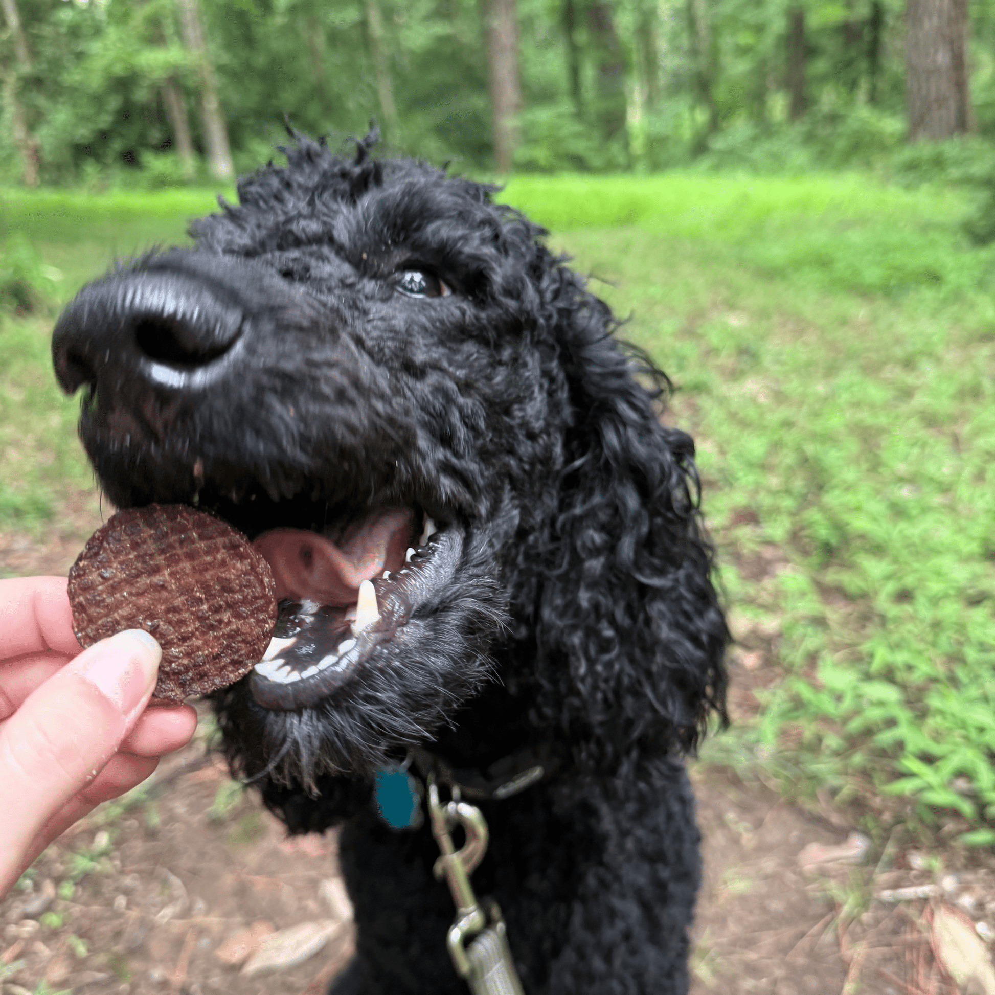 Beef Chips Dog Treats | Single-Ingredient Healthy Treats for Dogs - Doot's Pet LLC Collars For A Cause