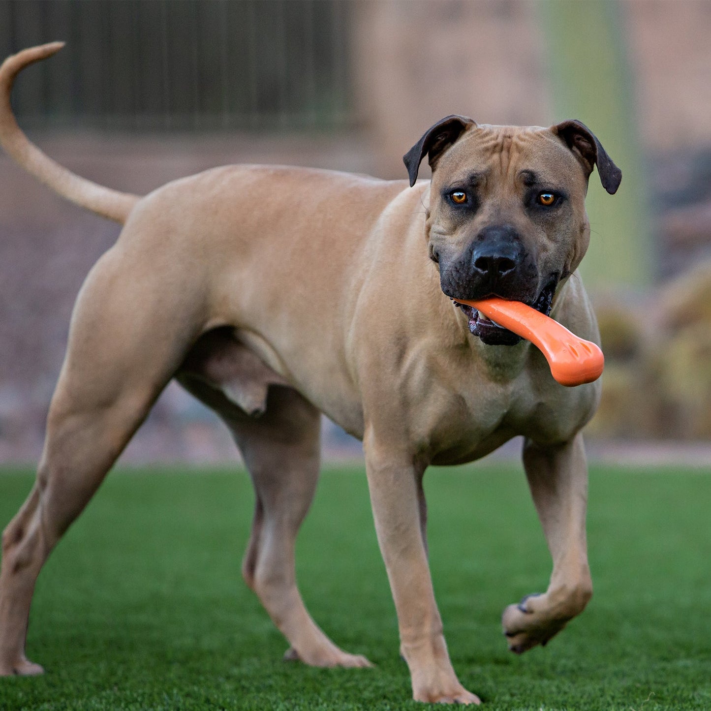 Jolly Chew Bone - Doot's Pet LLC Collars For A Cause