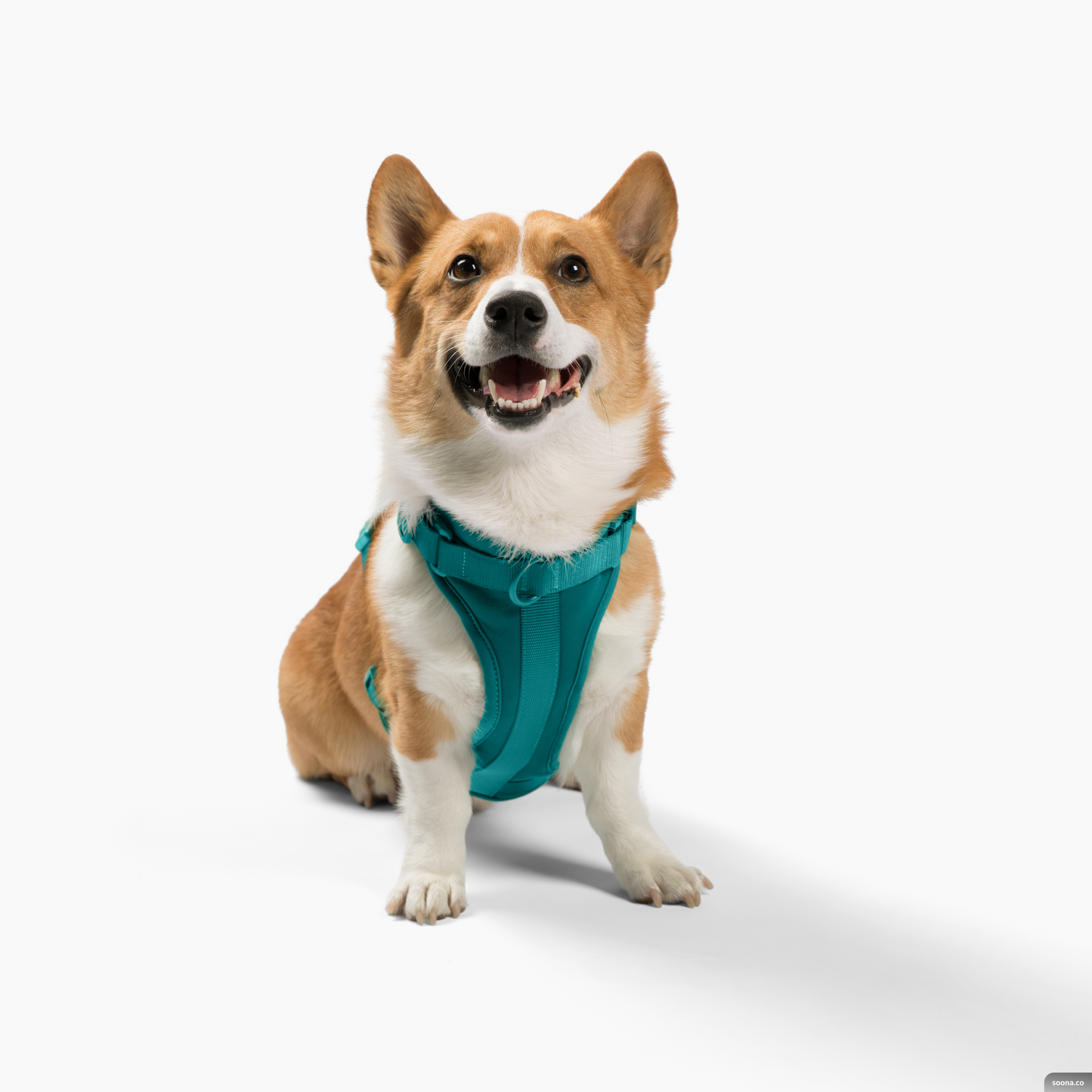 Come Here Buddy Harness